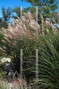 Picture of Miscanthus sinensis 'Silberfeder'
