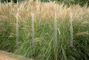 Picture of Miscanthus sinensis 'Morning Light'
