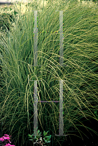 Picture of Miscanthus sinensis 'Morning Light'