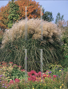 Picture of Miscanthus sinensis 'Graziella'