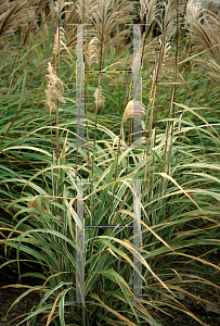 Picture of Miscanthus sinensis 'Cosmopolitan'