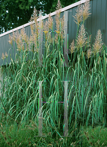 Picture of Saccharum ravennae 