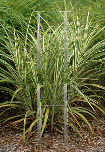 Picture of Miscanthus sinensis 'Cosmopolitan'