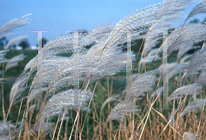 Picture of Miscanthus sinensis 'Gracillimus'