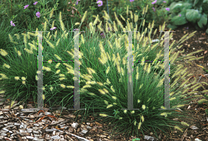 Picture of Pennisetum alopecuroides 'Little Bunny'