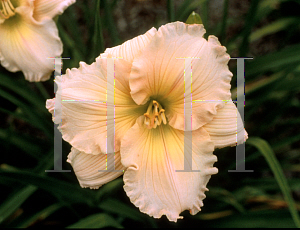 Picture of Hemerocallis  'Fairy Tale Pink'