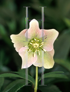 Picture of Helleborus orientalis 