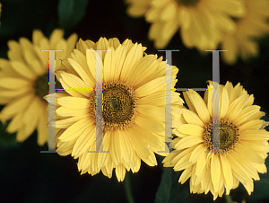 Picture of Heliopsis helianthoides 'Summer Sun'