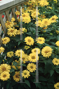 Picture of Heliopsis helianthoides 'Summer Sun'