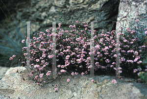 Picture of Gypsophila repens 'Rosea'