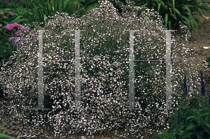Picture of Gypsophila paniculata 'Pink Fairy'