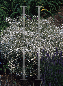 Picture of Gypsophila paniculata 'Compacta Plena'