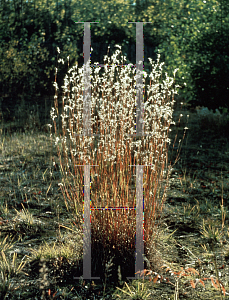 Picture of Schizachyrium scoparium 