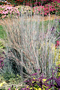 Picture of Schizachyrium scoparium 