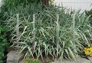 Picture of Phalaris arundinacea 'Picta'