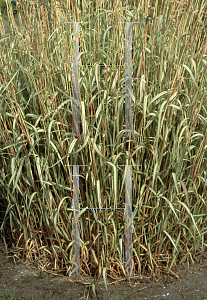 Picture of Phalaris arundinacea 'Feesey'