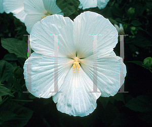Picture of Hibiscus moscheutos 'Blue River II'