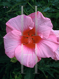 Picture of Hibiscus moscheutos 'Lady Baltimore'