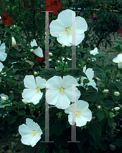 Picture of Hibiscus moscheutos 'Blue River II'