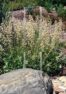 Picture of Heuchera sanguinea 'June Bride'