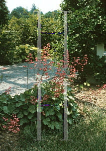 Picture of Heuchera sanguinea 'Chatterbox'