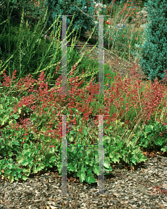 Picture of Heuchera sanguinea 