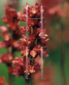 Picture of Heuchera micrantha 'Raspberry Regal'