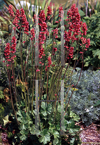 Picture of Heuchera micrantha 'Raspberry Regal'