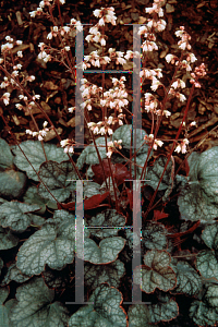 Picture of Heuchera micrantha 'Pewter Moon'