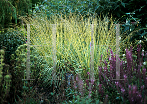 Picture of Molinia caerulea 'Variegata'