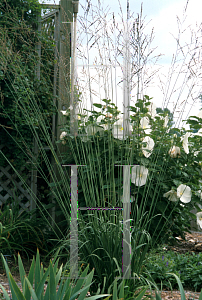 Picture of Molinia caerulea ssp. arundinacea 'Skyracer'