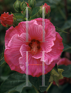 Picture of Hibiscus  'Sweet Caroline'