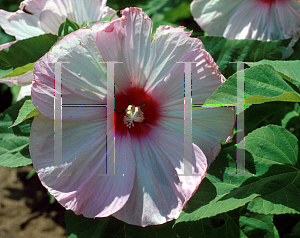 Picture of Hibiscus moscheutos 'Southern Belle'
