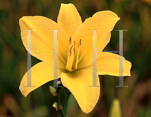 Picture of Hemerocallis  'September Gold'