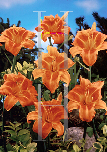 Picture of Hemerocallis  'Rocket City'