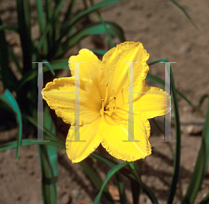 Picture of Hemerocallis  'Golden Prize'