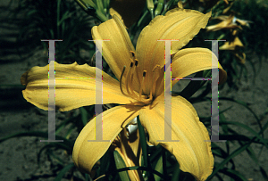 Picture of Hemerocallis  'Golden Gate'