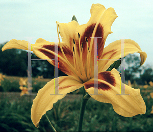 Picture of Hemerocallis  'Bonanza'