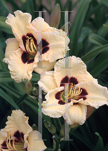 Picture of Hemerocallis  'Siloam Ury Winniford'