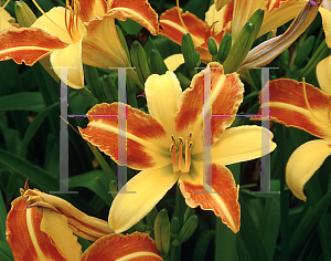 Picture of Hemerocallis  'Frans Hals'