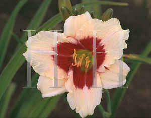 Picture of Hemerocallis  'Siloam Shocker'