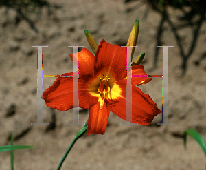 Picture of Hemerocallis  'Hearts Afire'