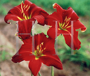 Picture of Hemerocallis  'Christmas Carol'