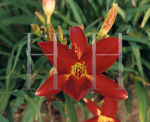 Picture of Hemerocallis  'Carey Quinn'