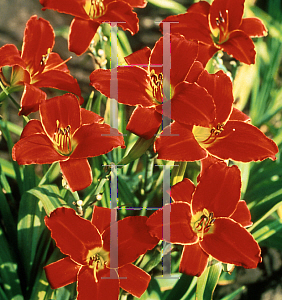 Picture of Hemerocallis  'Baltimore Oriole'