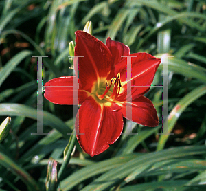 Picture of Hemerocallis  'Baja'