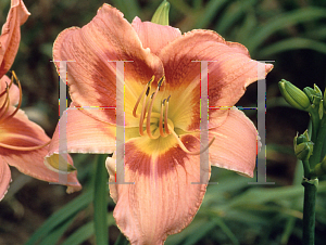 Picture of Hemerocallis  'Space Wars'