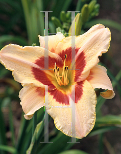 Picture of Hemerocallis  'Right On'