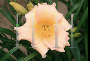 Picture of Hemerocallis  'Mini Pearl'