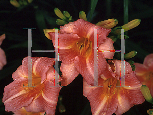 Picture of Hemerocallis  'May Colvin'